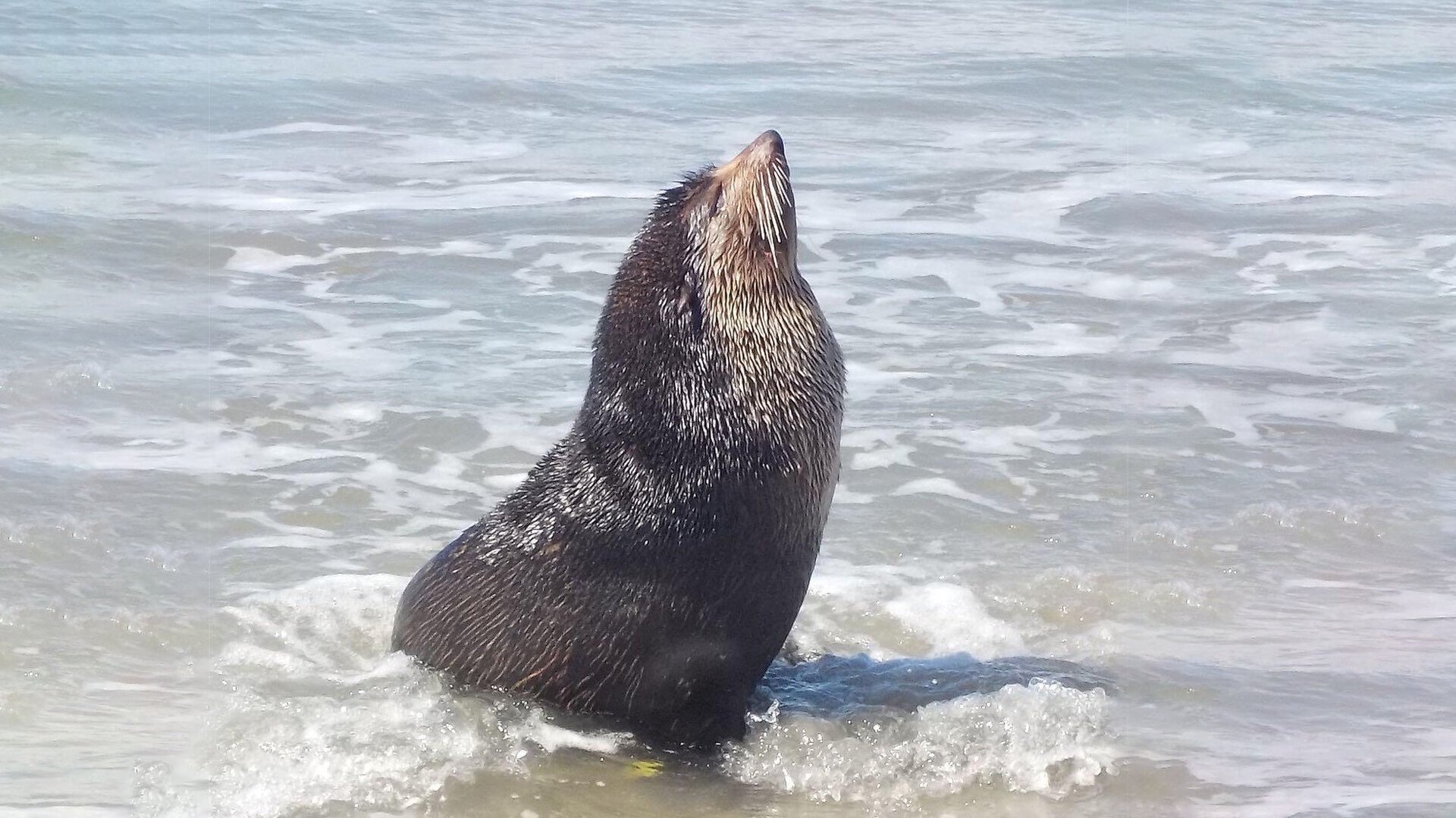 Litoral do Paraná é propício para animais em migração, image size:1920x1079